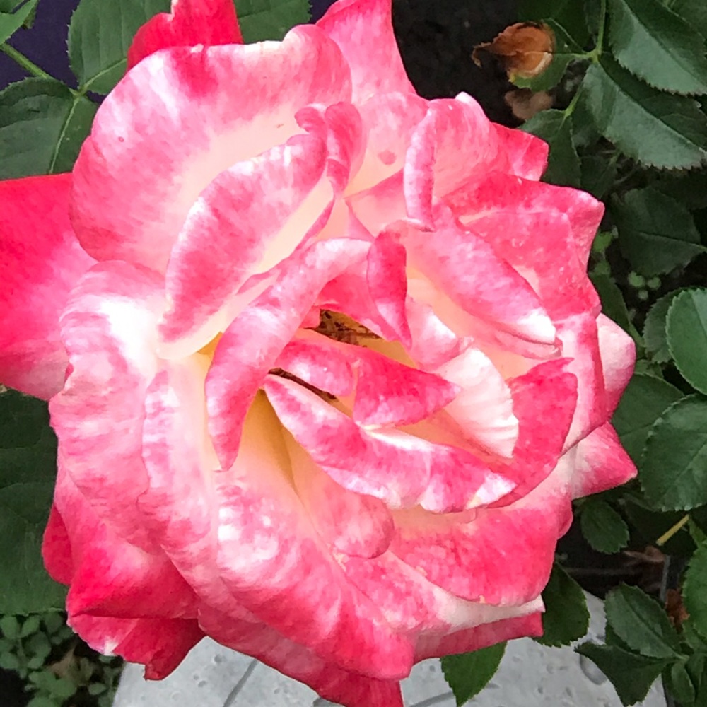 Meet your Posher, Rose